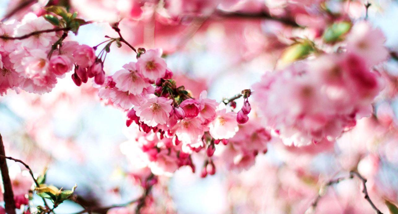 1284x691 Download Flower Laptop Wallpaper, HD Background Download