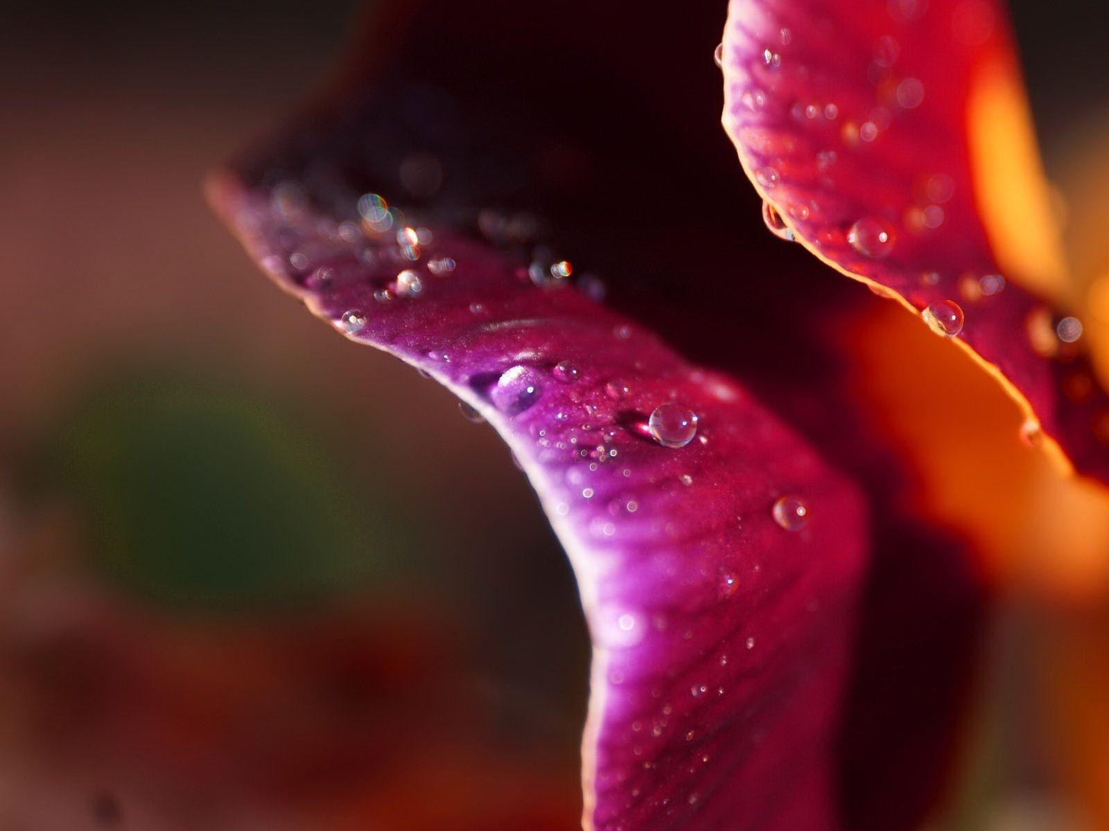 1600x1200 Ubuntu Purple Flower wallpaper. Ubuntu Purple Flower
