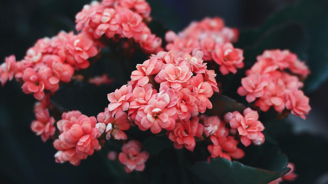 1366x768 Download wallpaper 1366x768 flowers, pink, bloom, bush, wild flower tablet, laptop HD background