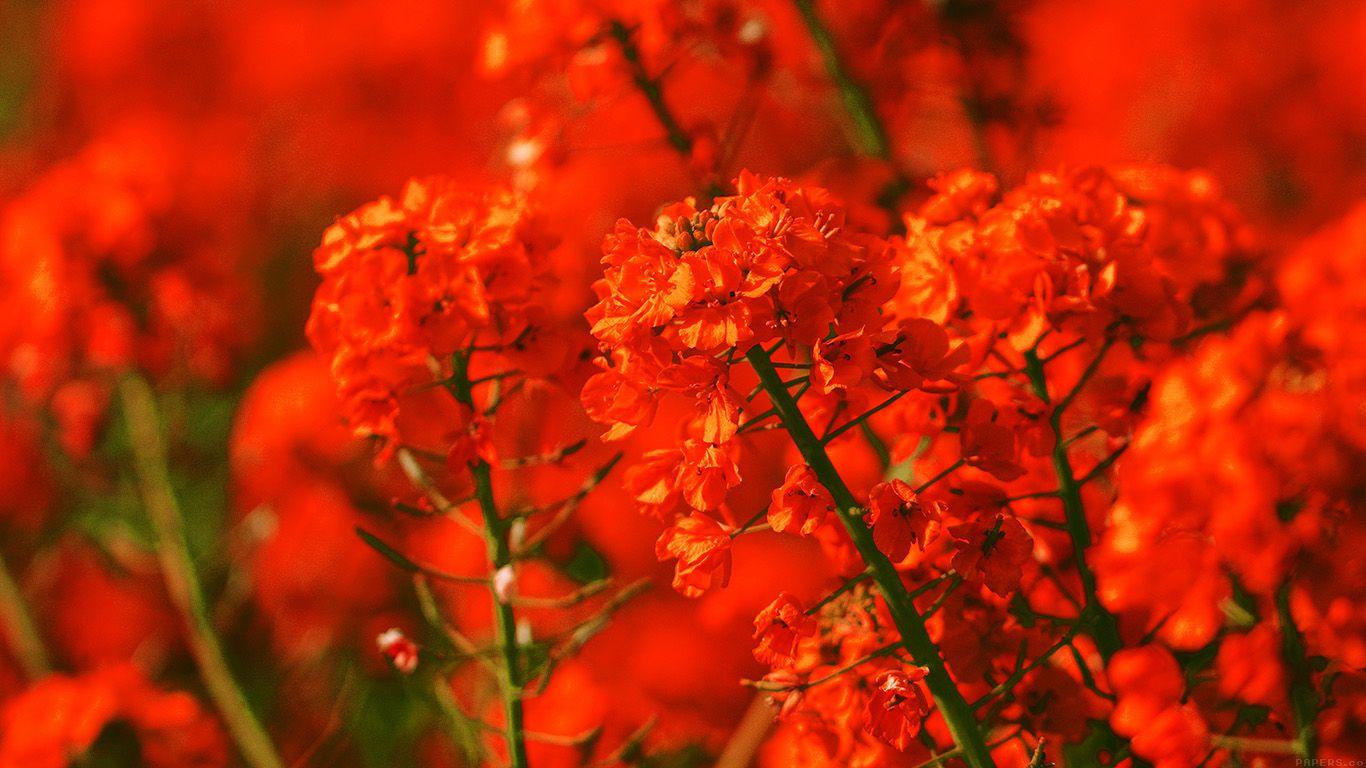 Red Flower Laptop Wallpapers Top Free Red Flower Laptop Backgrounds