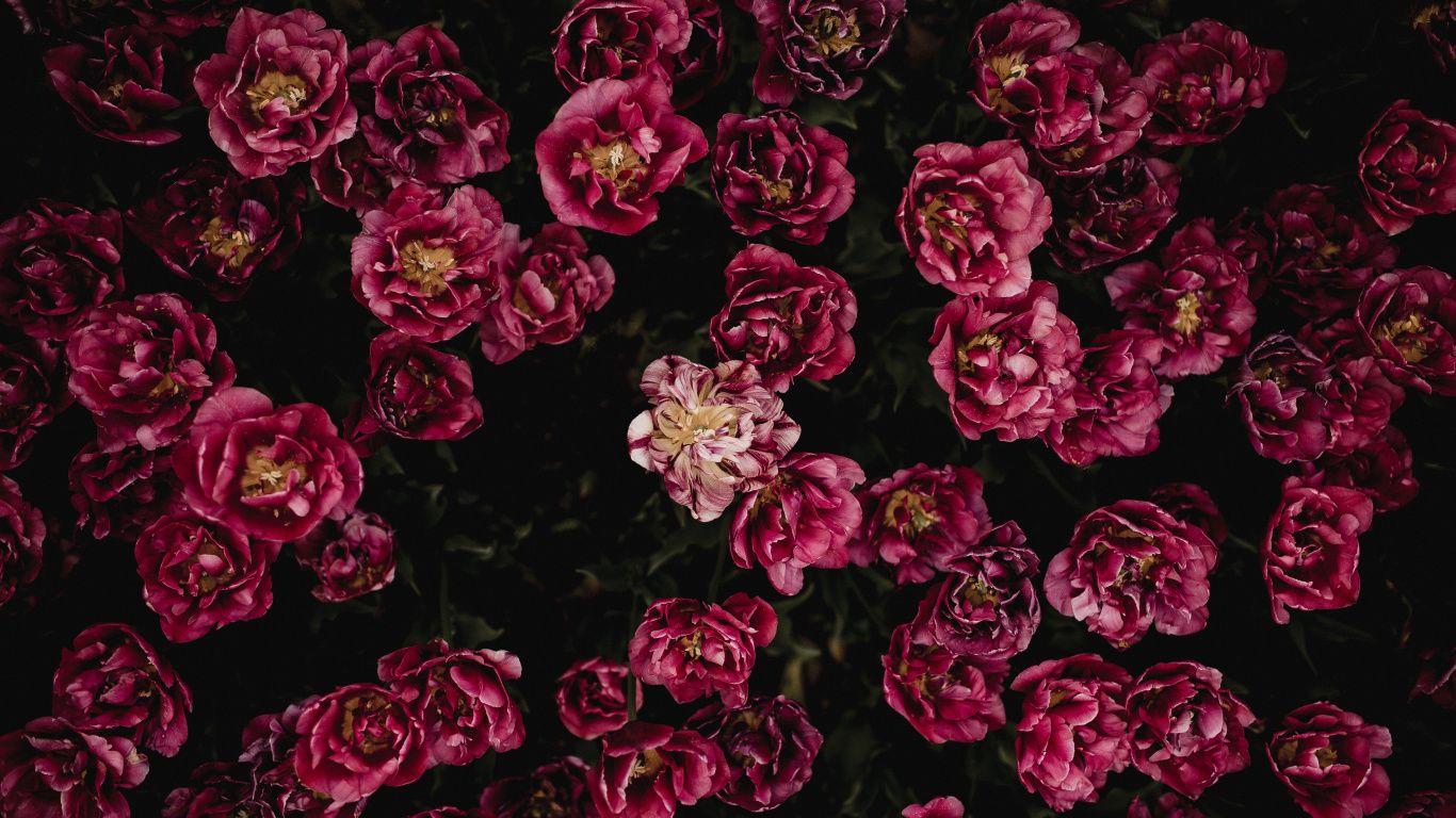 Red Flower Laptop Wallpapers Top Free Red Flower Laptop Backgrounds