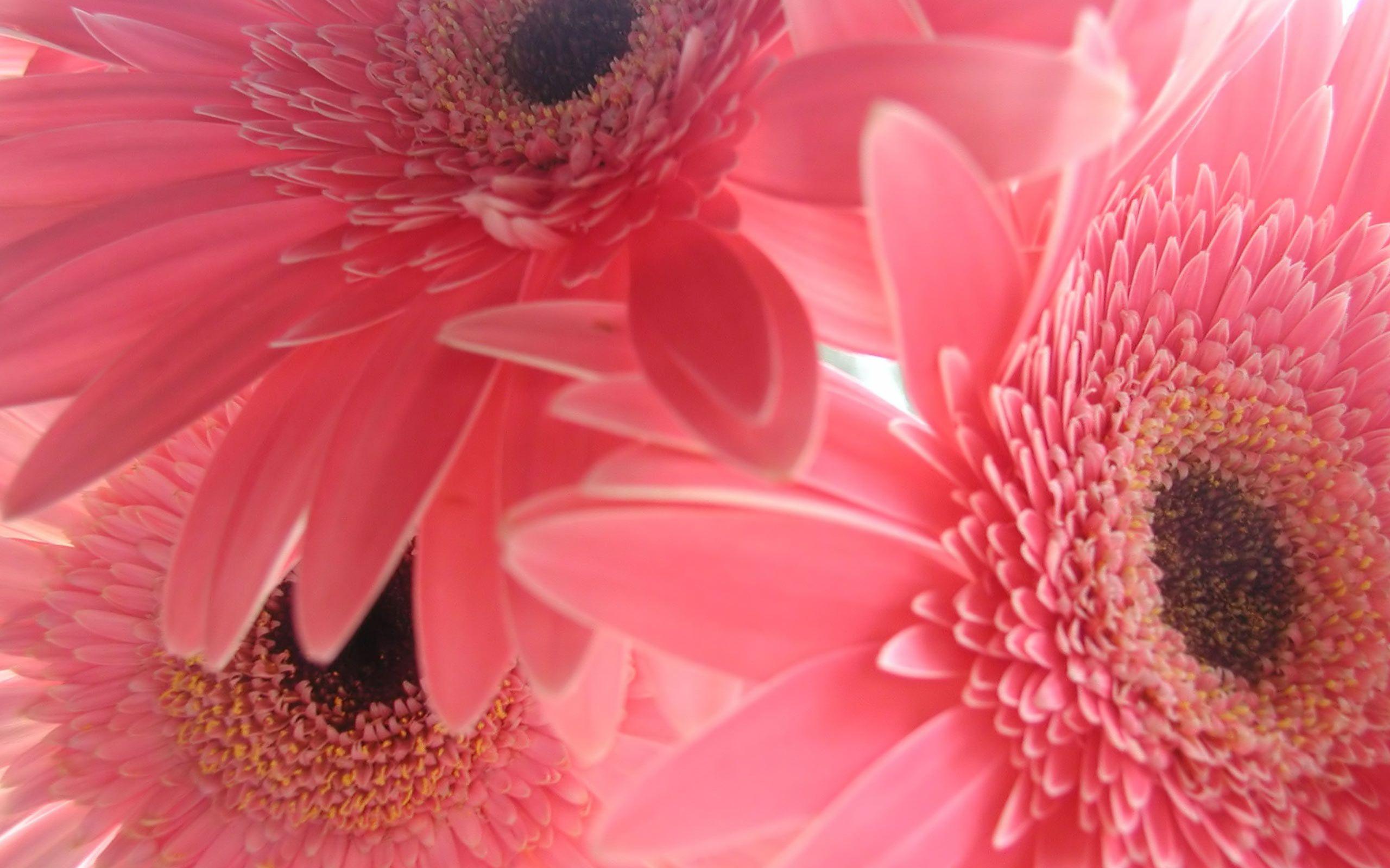 2560x1600 Free download Pink Flower Background wallpaper wallpaper HD background desktop [2560x1600] for your Desktop, Mobile & Tablet. Explore Flower Laptop Wallpaper. Free Flower Wallpaper, Beautiful Fall Flowers Laptop Wallpaper
