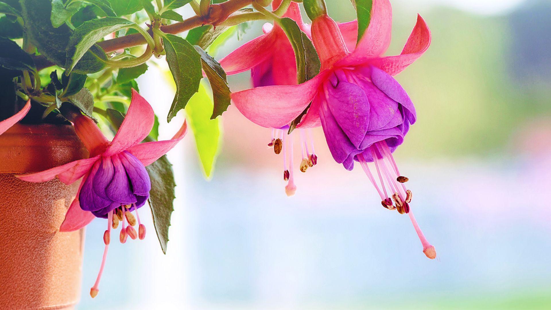 1920x1080 Fuchsia Flowers Desktop Background