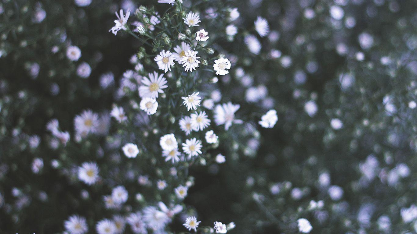 1366x768 wallpaper for desktop, laptop. flower white spring nature