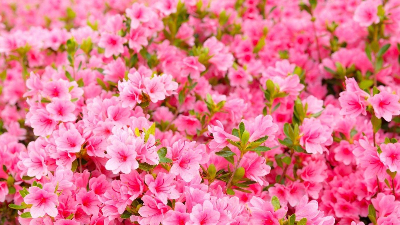 1366x768 Laptop Flower Wallpaper