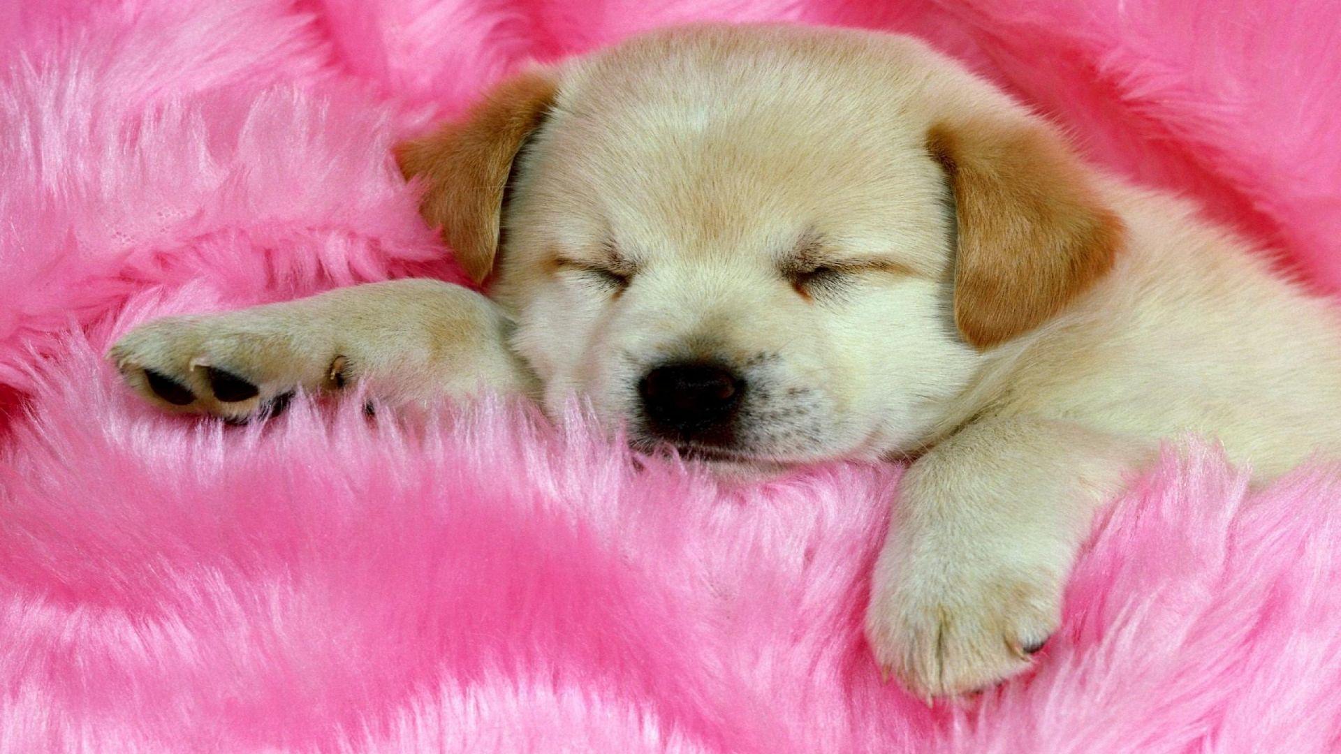 Puppy Laptop Wallpapers - Top Free Puppy Laptop Backgrounds ...