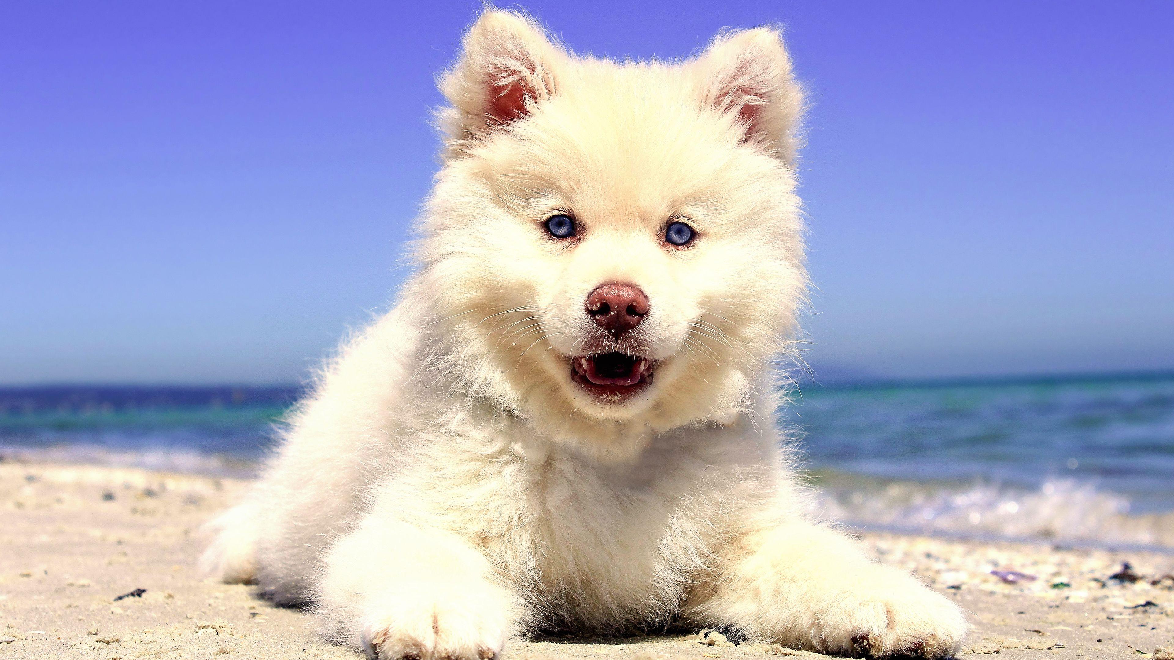 3840x2160 Beach Puppy Chromebook Wallpaper
