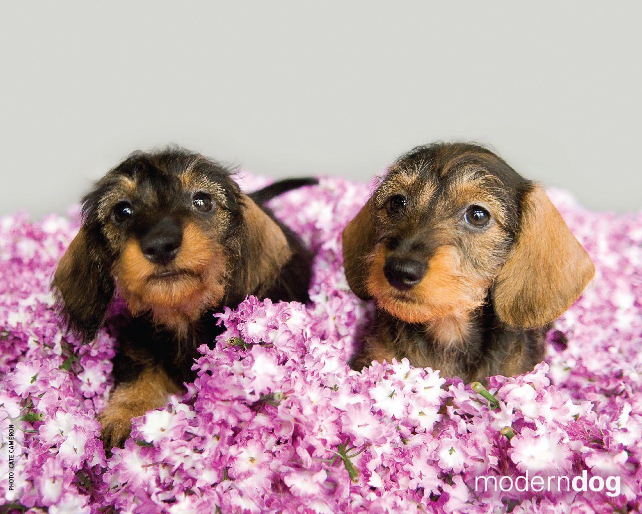 1280x1024 Puppies! Free Modern Dog Wallpaper. Modern Dog magazine