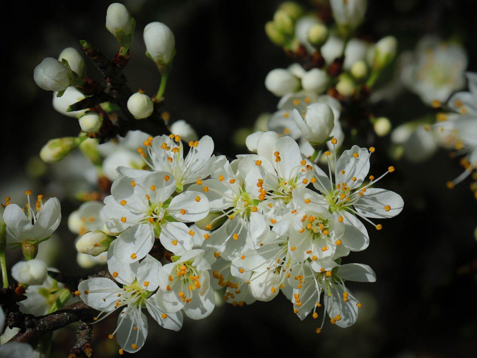 1600x1200 Spring Cherry Blossom Green Leaves And White Flowers On Black Background 4k Ultra HD Tv Wallpaper For Desktop Laptop Tablet And Mobile Phones 3840x2160 :