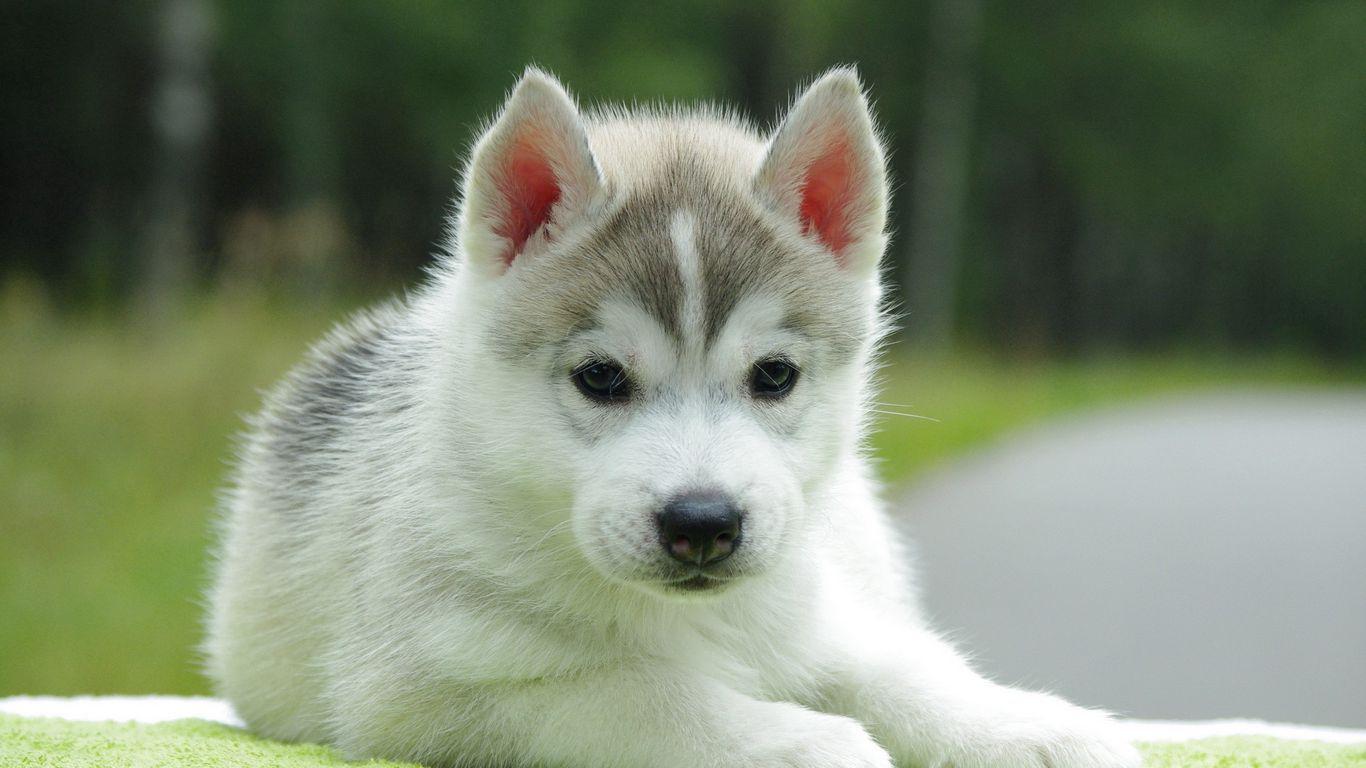 1366x768 Download wallpaper 1366x768 puppy, husky, down, cute tablet, laptop HD background