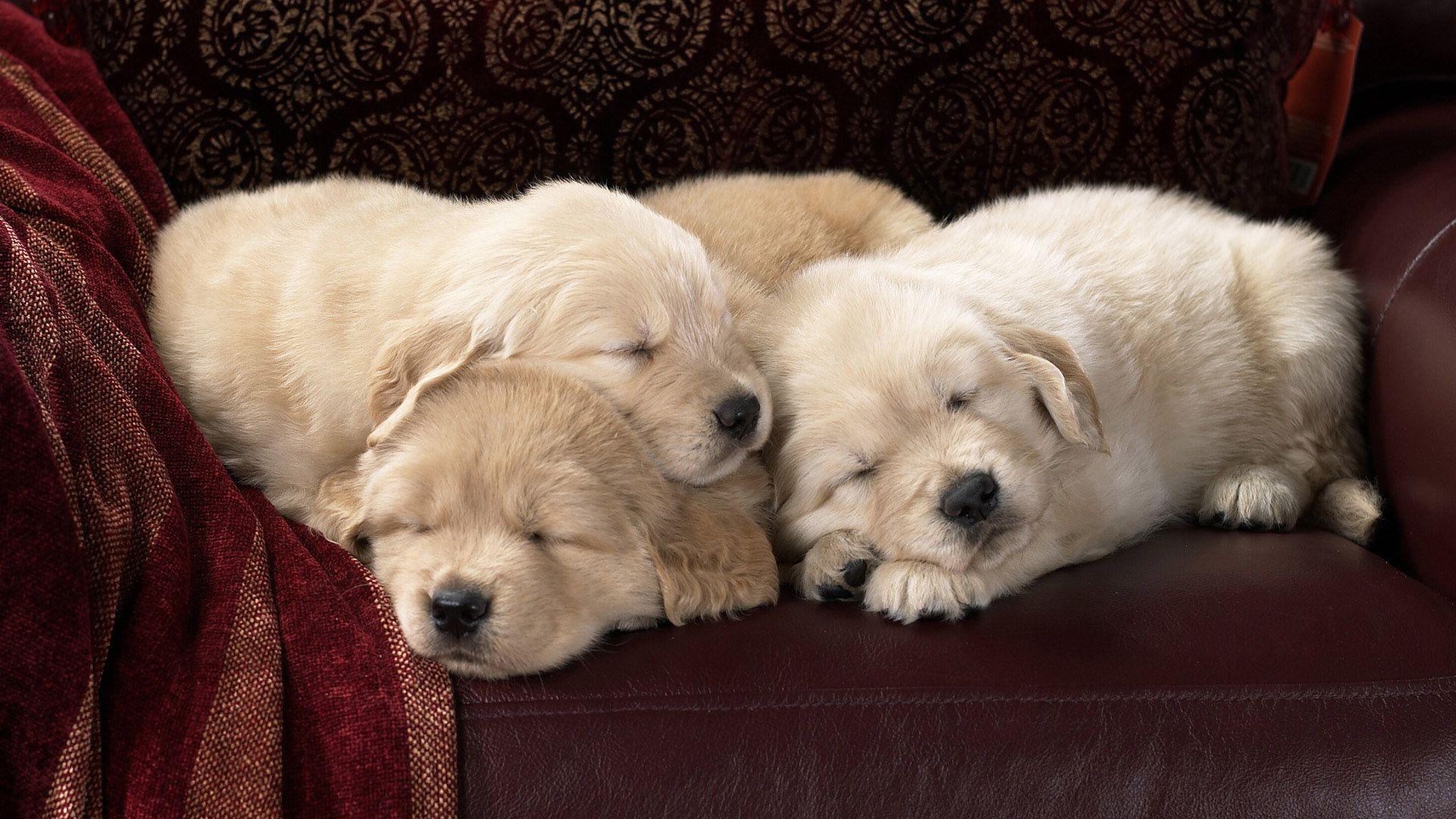 1920x1080 Free HD Dog Wallpaper
