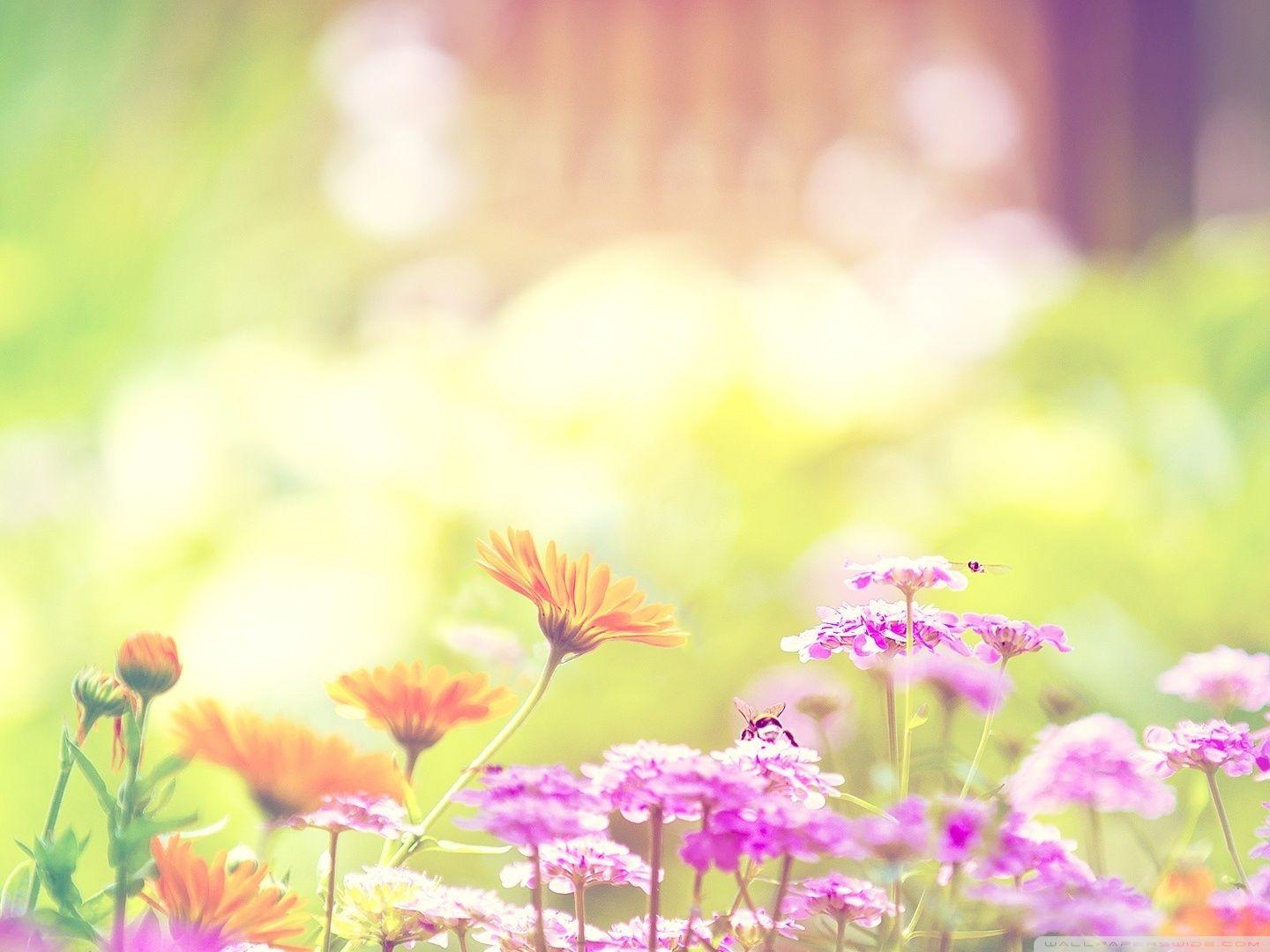 1440x1080 Bumble Bee And Flowers Ultra HD Desktop Background Wallpaper for 4K UHD TV : Widescreen & UltraWide Desktop & Laptop : Tablet