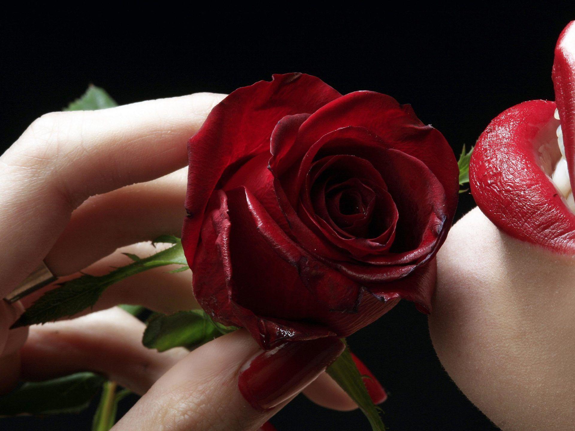 1920x1440 Red Rose Flower lips with red lipstick 4K HD Desktop Wallpaper for Mobile Phones and lapx2400 :