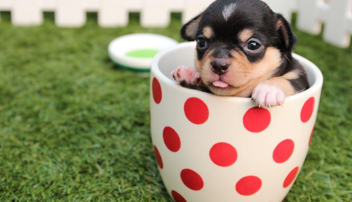 1336x768 puppy, dog, cup HD Laptop Wallpaper, HD Animals 4K Wallpaper, Image, Photo and Background