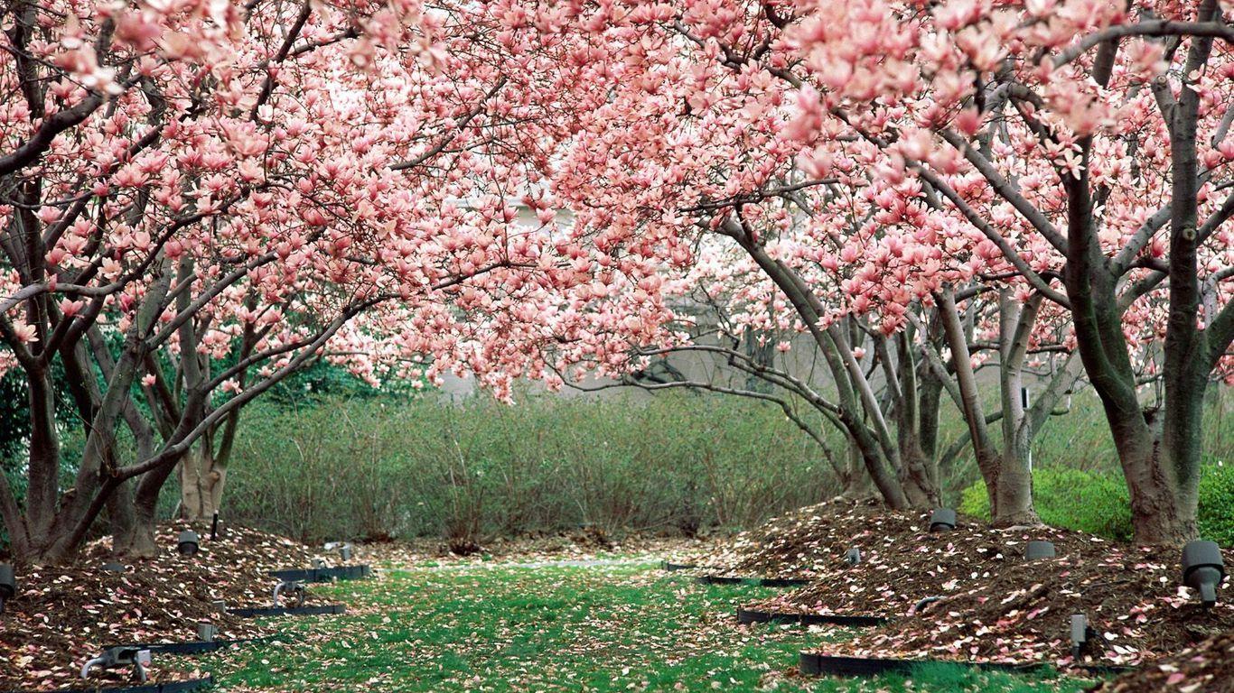 1366x768 Download wallpaper 1366x768 spring, garden, flowering, trees, pink tablet, laptop HD background