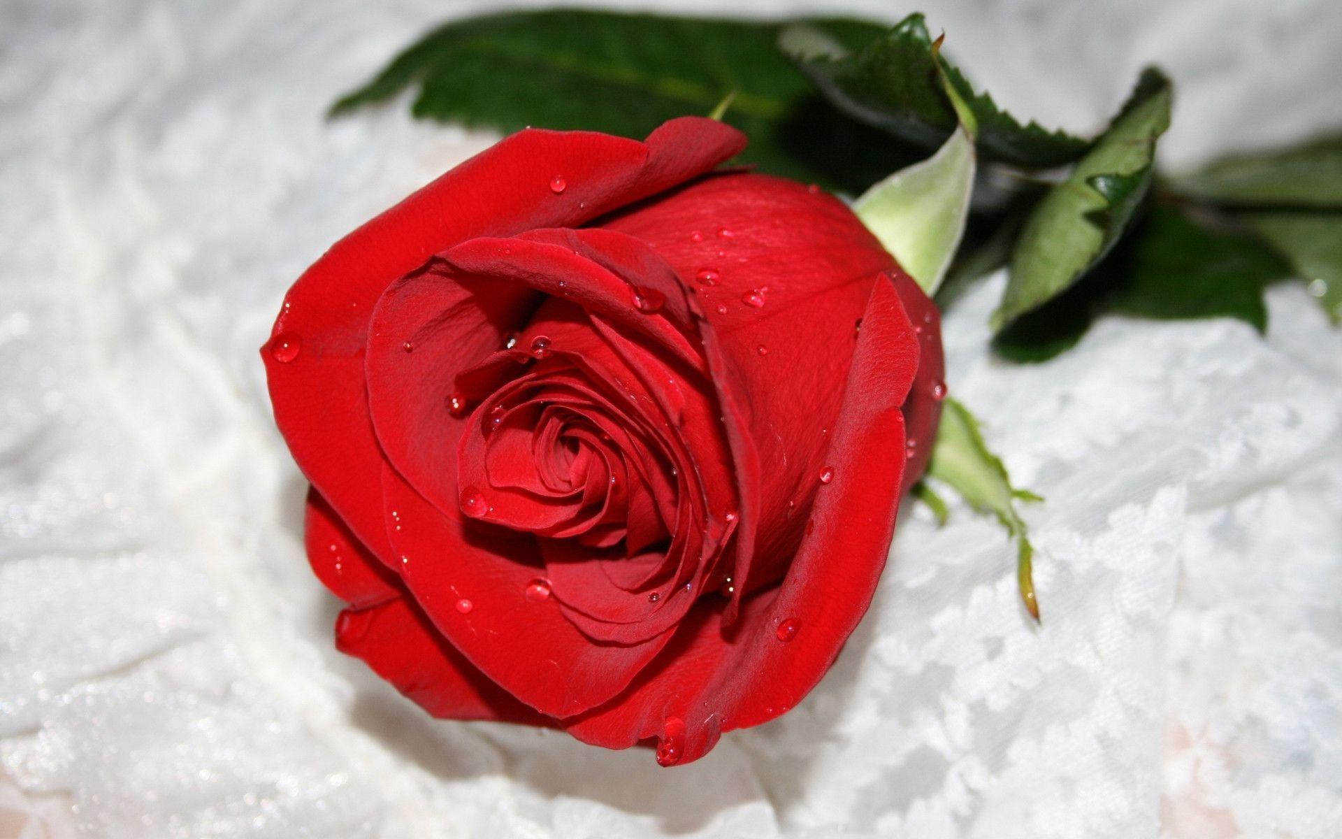 1920x1200 Rose Flower Wallpaper For Desktop