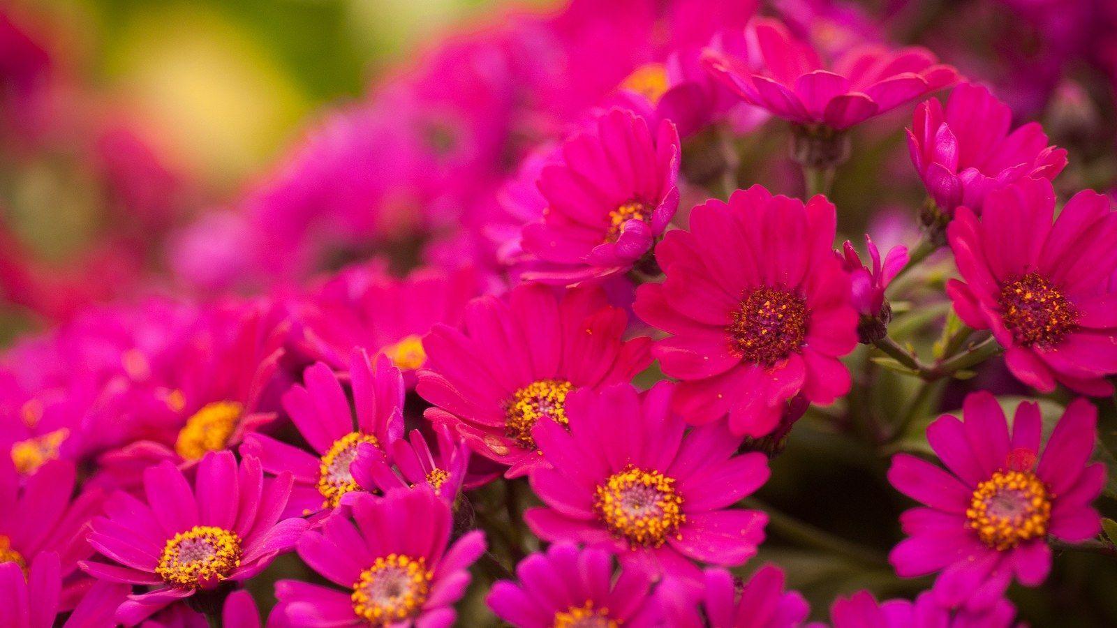 Pink Flower Laptop Wallpapers - Top Free Pink Flower Laptop Backgrounds ...