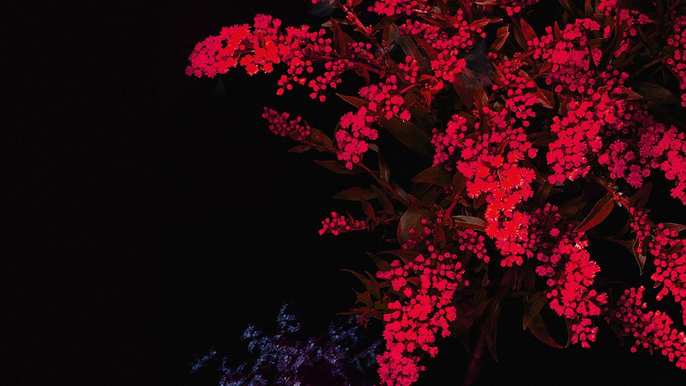 Red Flower Laptop Wallpapers Top Free Red Flower Laptop Backgrounds