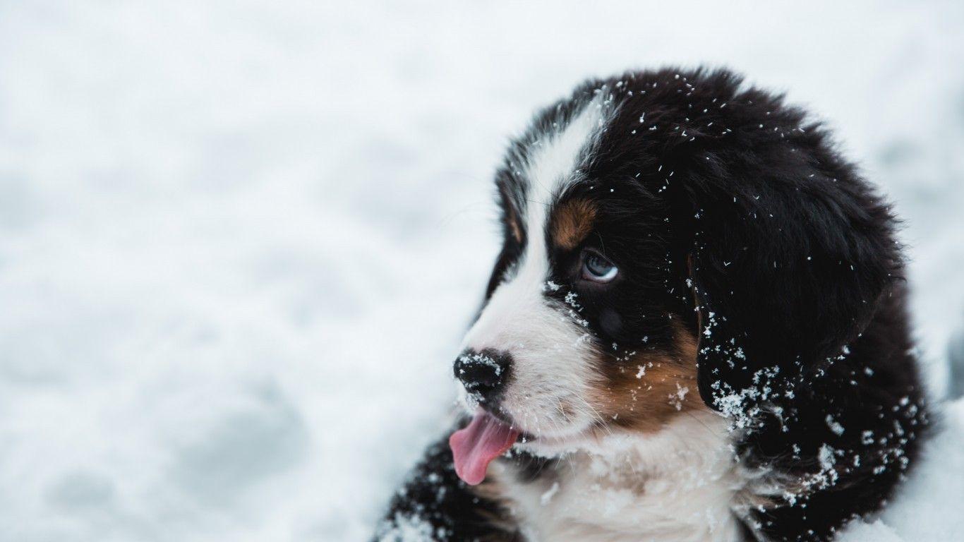 1366x768 Cute Puppy, Snow, Tongue, Dog Puppies Wallpaper For Laptop HD Wallpaper