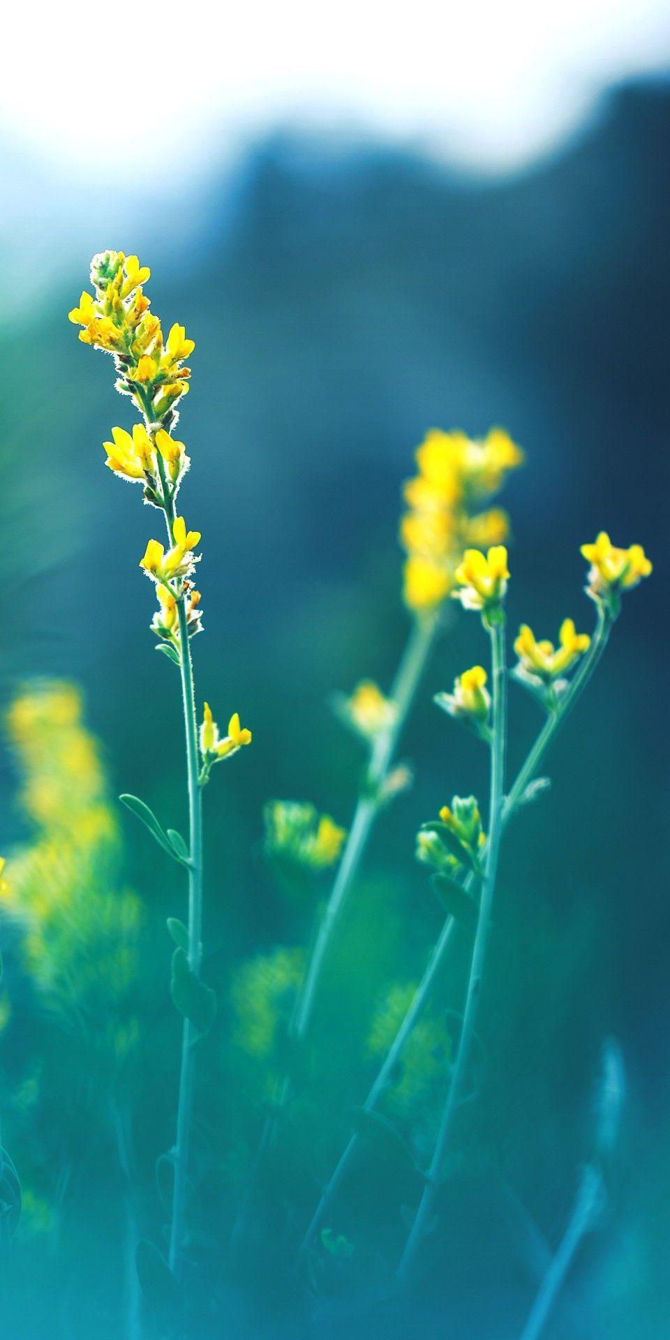 960x1920 Questi fiori sono così delicati, dal colore dell'energia. Sfondo TOP. Flower background iphone, Beautiful flowers wallpaper, Flower iphone wallpaper