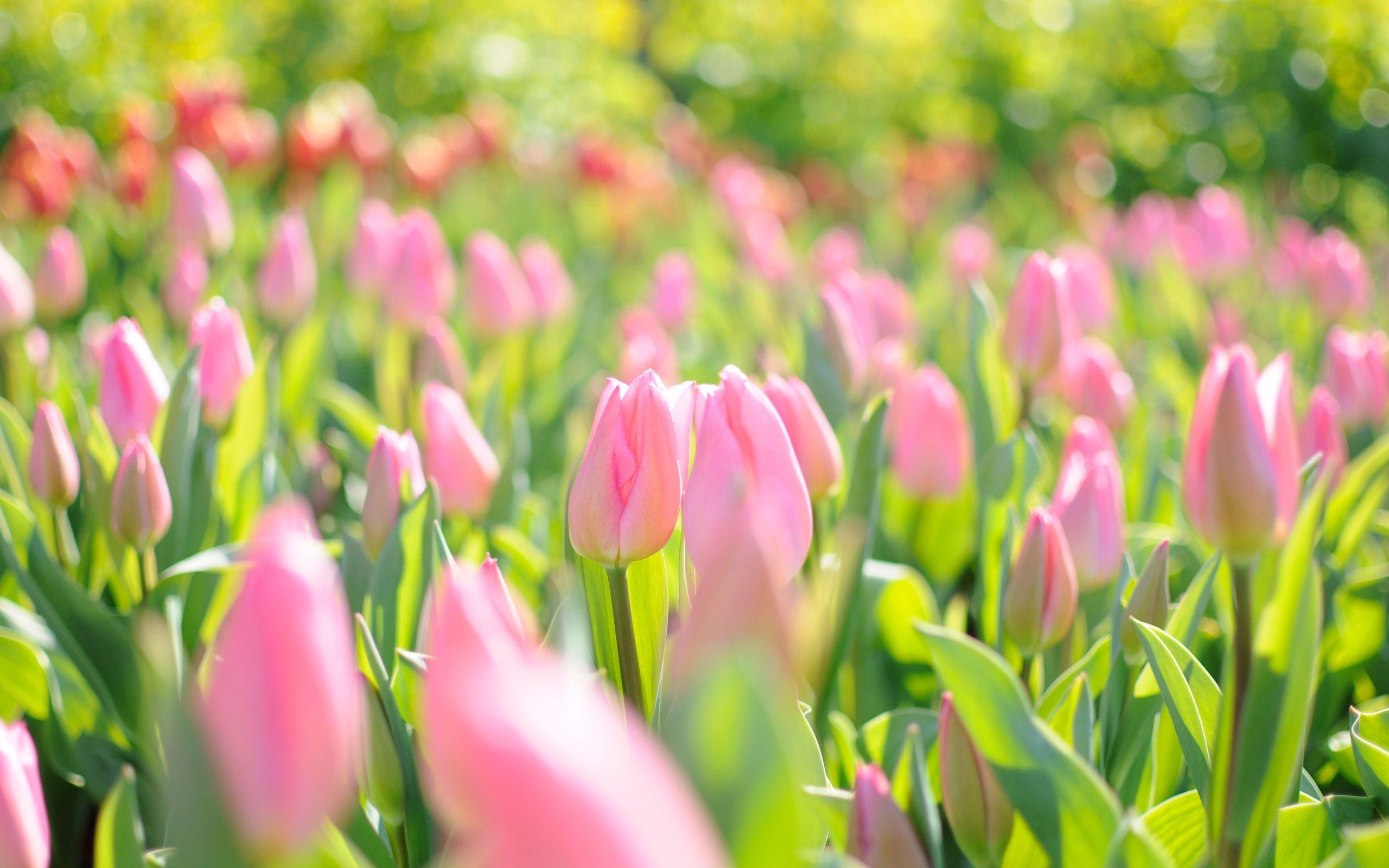 2560x1600 Pink Tulip Garden HD Wallpaper Laptop Wallpaper. Pink Spring Flowers, Spring Flowers Wallpaper, Tulips Flowers