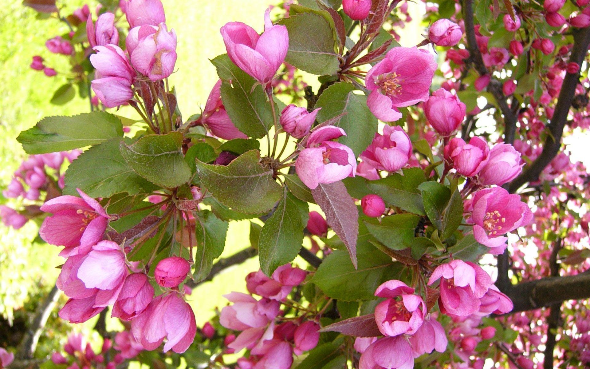 1920x1200 Pink Flowers, Background, Picture, Photos, Laptop Wallpaper. Pink flowers wallpaper, Flower wallpaper, Pink flowers
