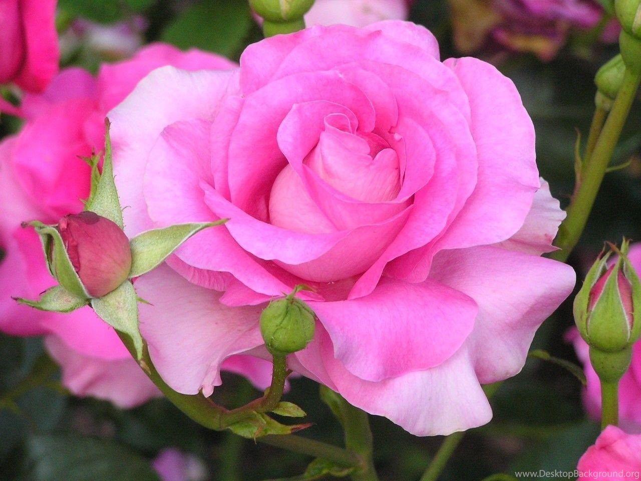 1280x960 HD Flowers Wallpaper For Lapx768 Desktop Background