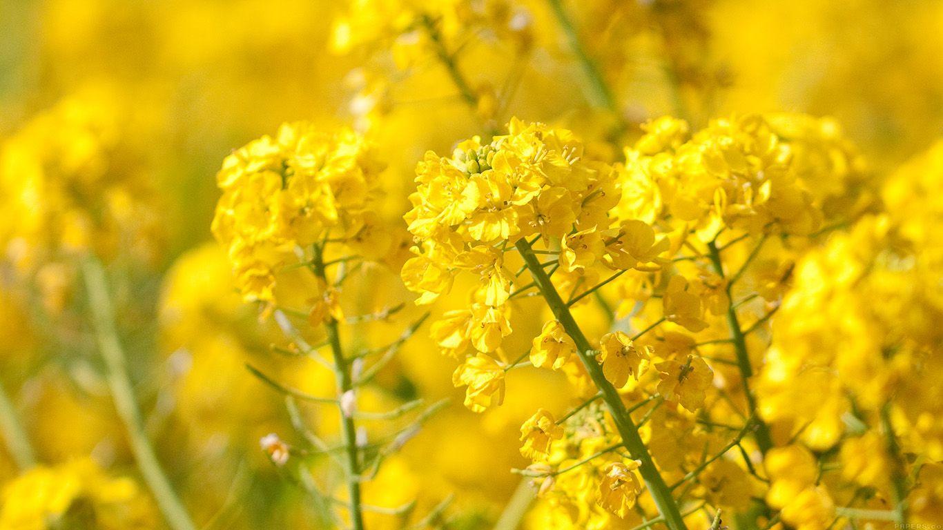 1366x768 wallpaper for desktop, laptop. yellow flower spring fun nature