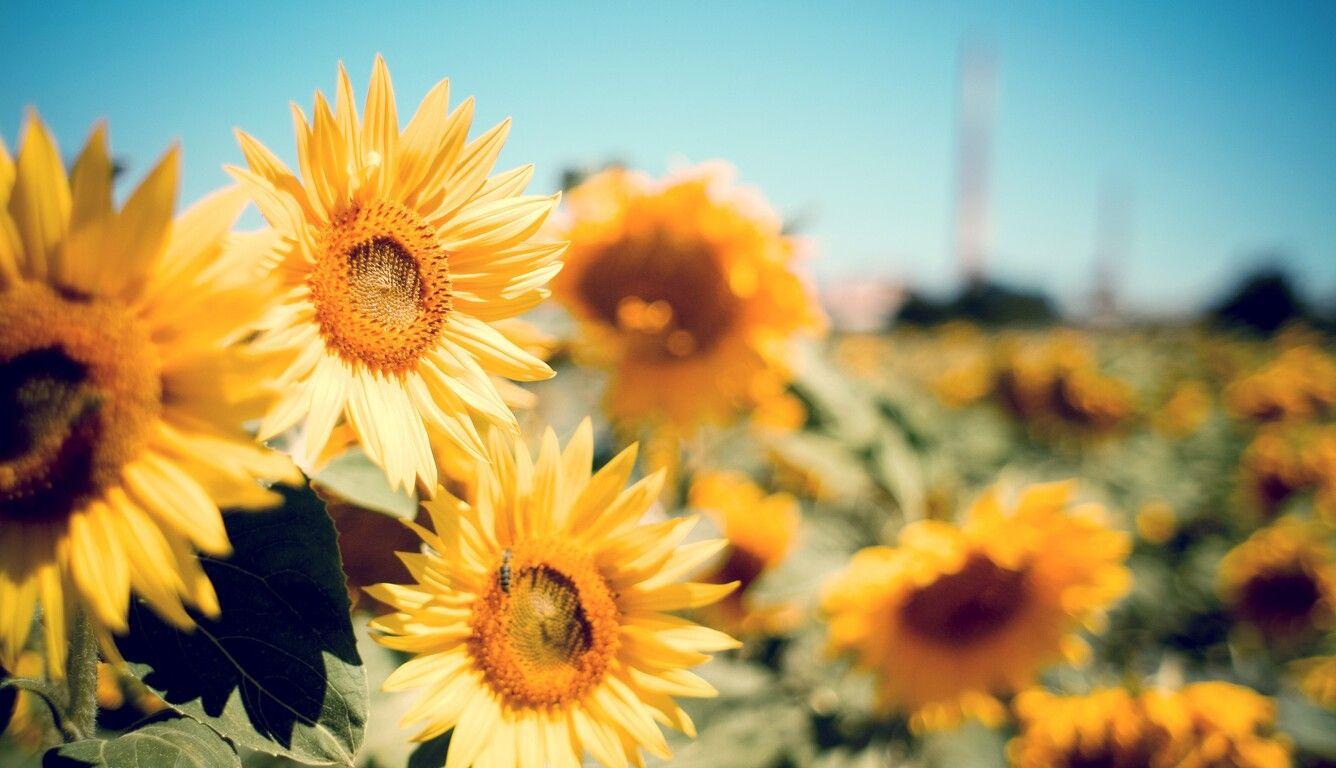 1336x768 Sunflower Garden Laptop HD HD 4k Wallpaper, Image, Background, Photo and Picture