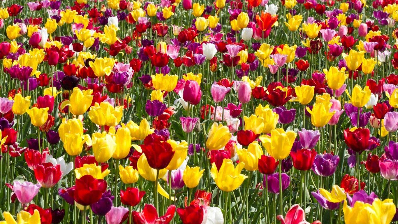1366x768 Download 1366x768 Tulip Garden, Colorful Flowers Wallpaper for Laptop, Notebook