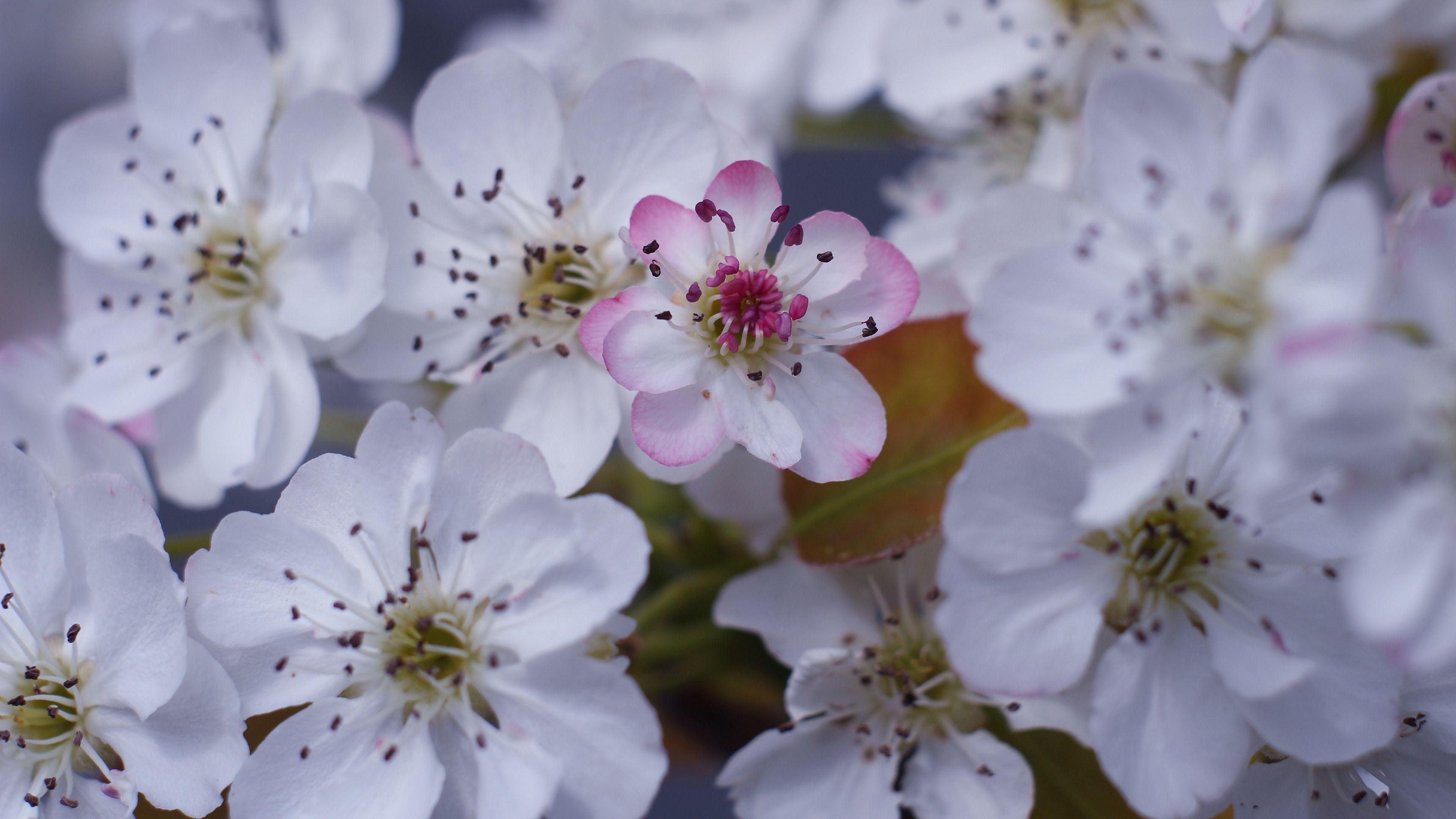 3840x2160 White Flower Blossoms Laptop Background