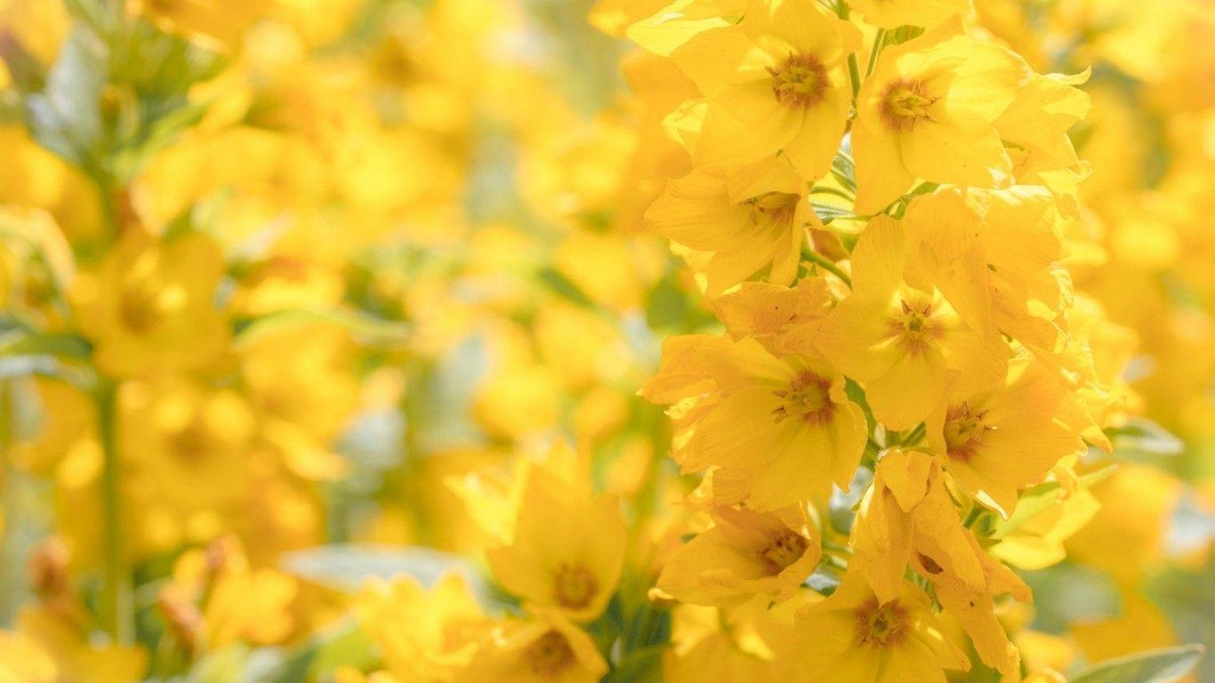 1366x768 Download 1366x768 Yellow Flowers, Sunlight, Close Up Wallpaper For Laptop , Notebook