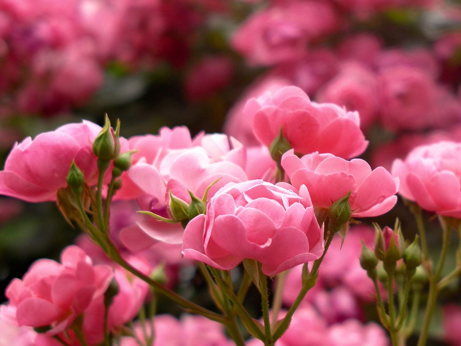 1600x1200 Pink Rose Buds Perfumed Flowers Plants From Garden Ultra HD Wallpaper For Desktop Mobile Phones And Lapx2160 :