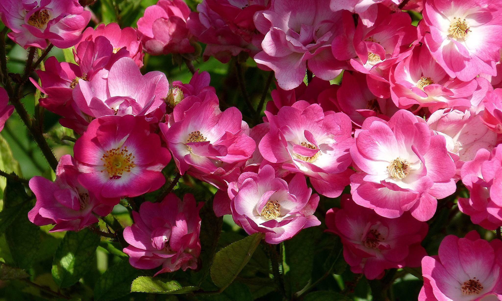 2048x1230 Pink Flower Image Background Wallpaper 2048x1230