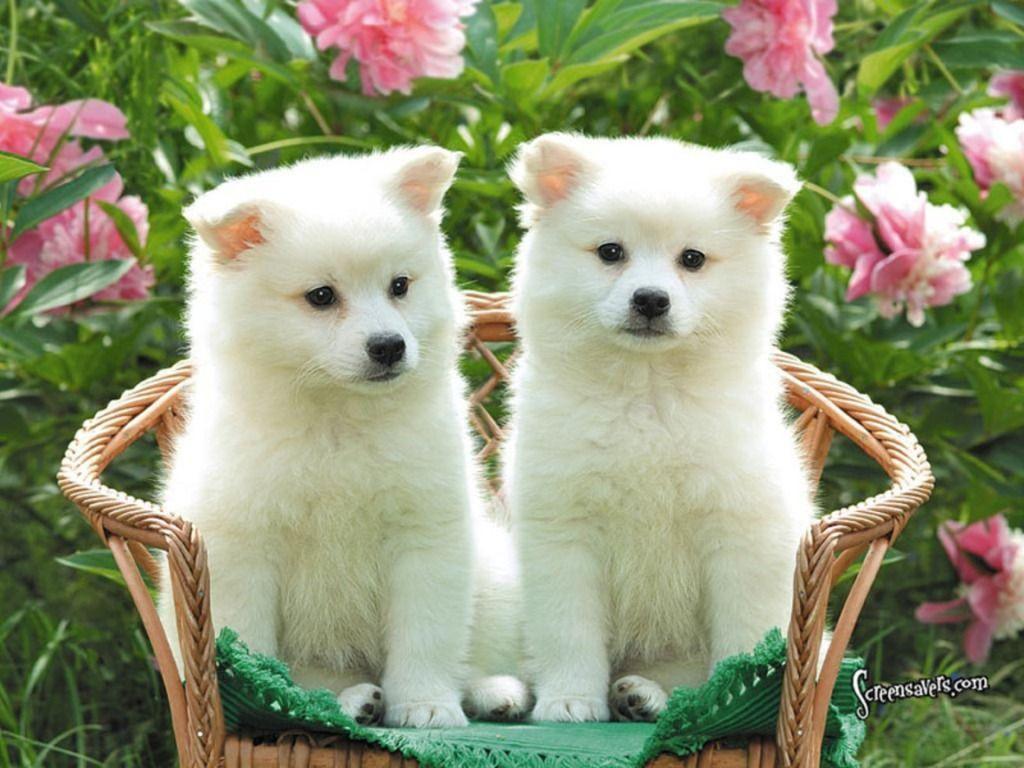 1024x768 Free Puppy Wallpaper For Computer
