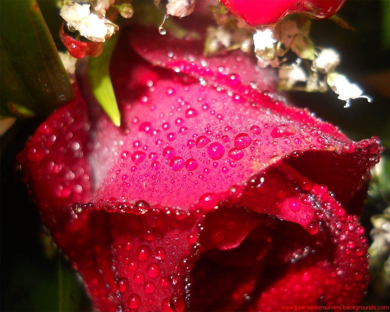 1280x1024 Free download Spring Flower Wallpaper and Background [1280x1024] for your Desktop, Mobile & Tablet. Explore Flowers Wallpaper. Spring Flowers Wallpaper, Flowers Wallpaper for Desktop Free Download