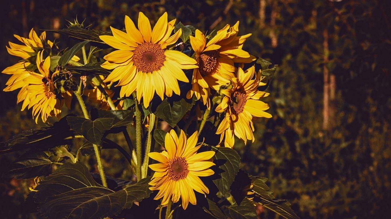 1366x768 Wallpaper Sunflower, Flowers, Summer, Yellow Wallpaper Laptop HD