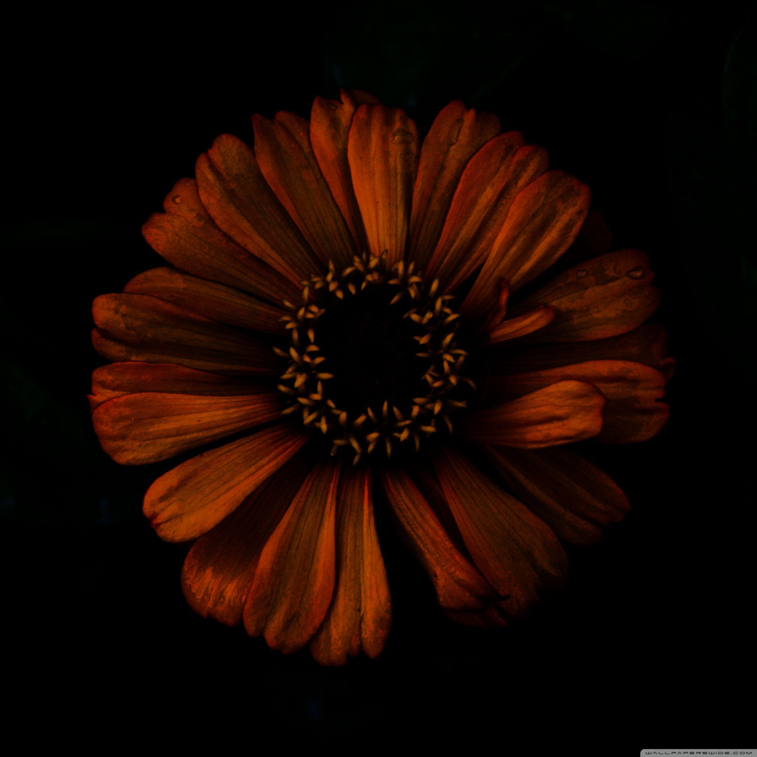 2560x2560 Dark Flower Ultra HD Desktop Background Wallpaper for 4K UHD TV : Widescreen & UltraWide Desktop & Laptop : Multi Display, Dual & Triple Monitor : Tablet