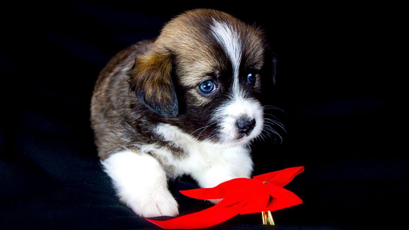 1366x768 Download 1366x768 wallpaper cute puppy, adorable, animal, pet, tablet, laptop, 1366x768 HD image, background, 2183