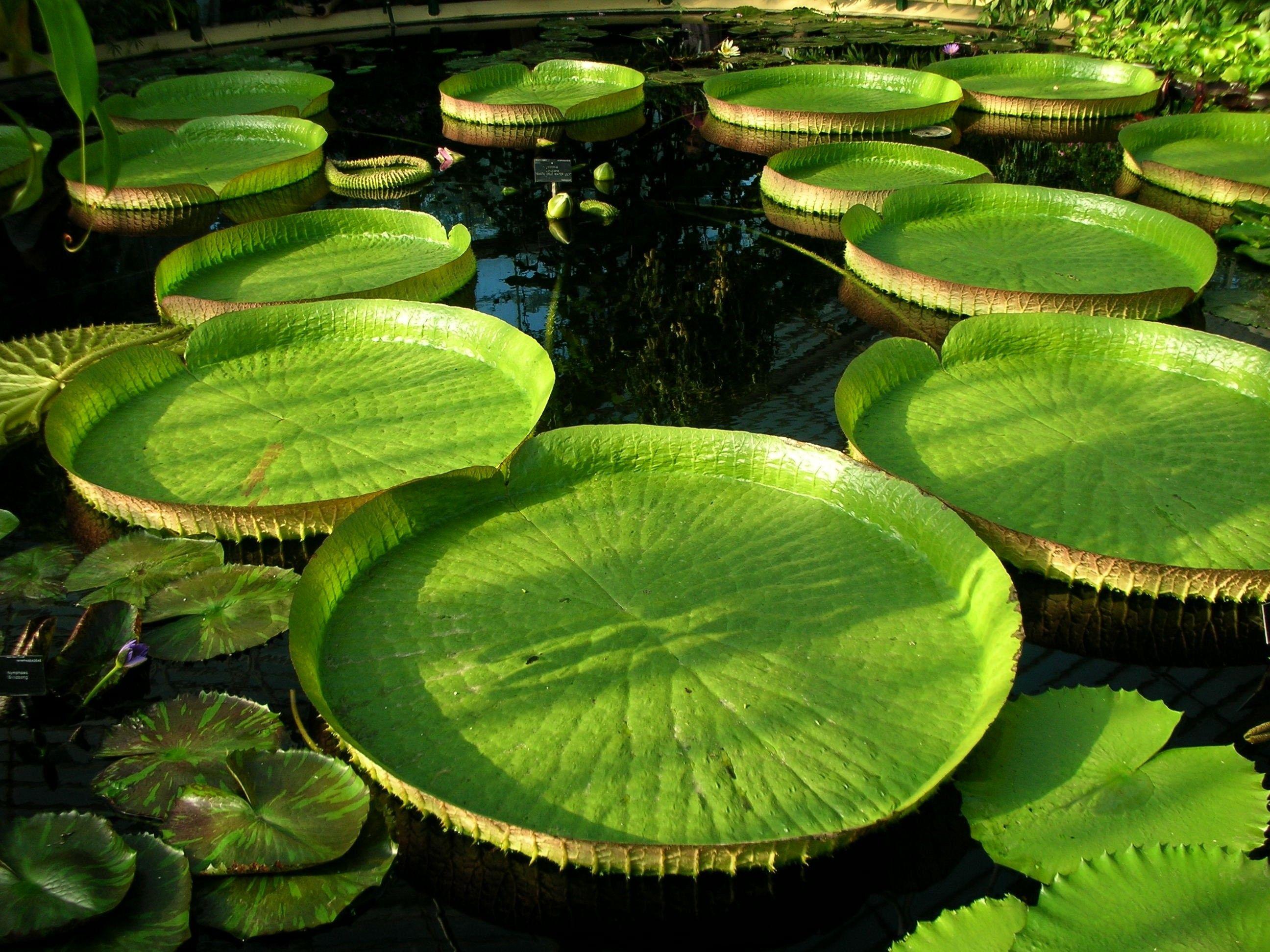 2592x1944 Garden, Park, Landscape, Fullscreen, cool Image, Laptop, Nature Wallpaper