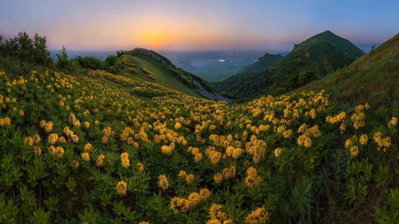1366x768 Download 1366x768 Yellow Flowers, Field, Sunset, Hill, Mountain Wallpaper for Laptop, Notebook