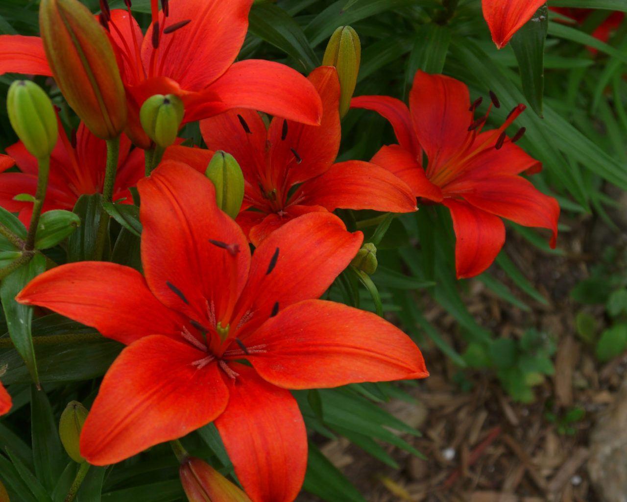 1280x1024 Tiger Lily Red Flower Beautiful Flowers From The Garden 4k Ultra HD Wallpaper For Desktop Laptop Tablet Mobile Phones 3840x2400 :