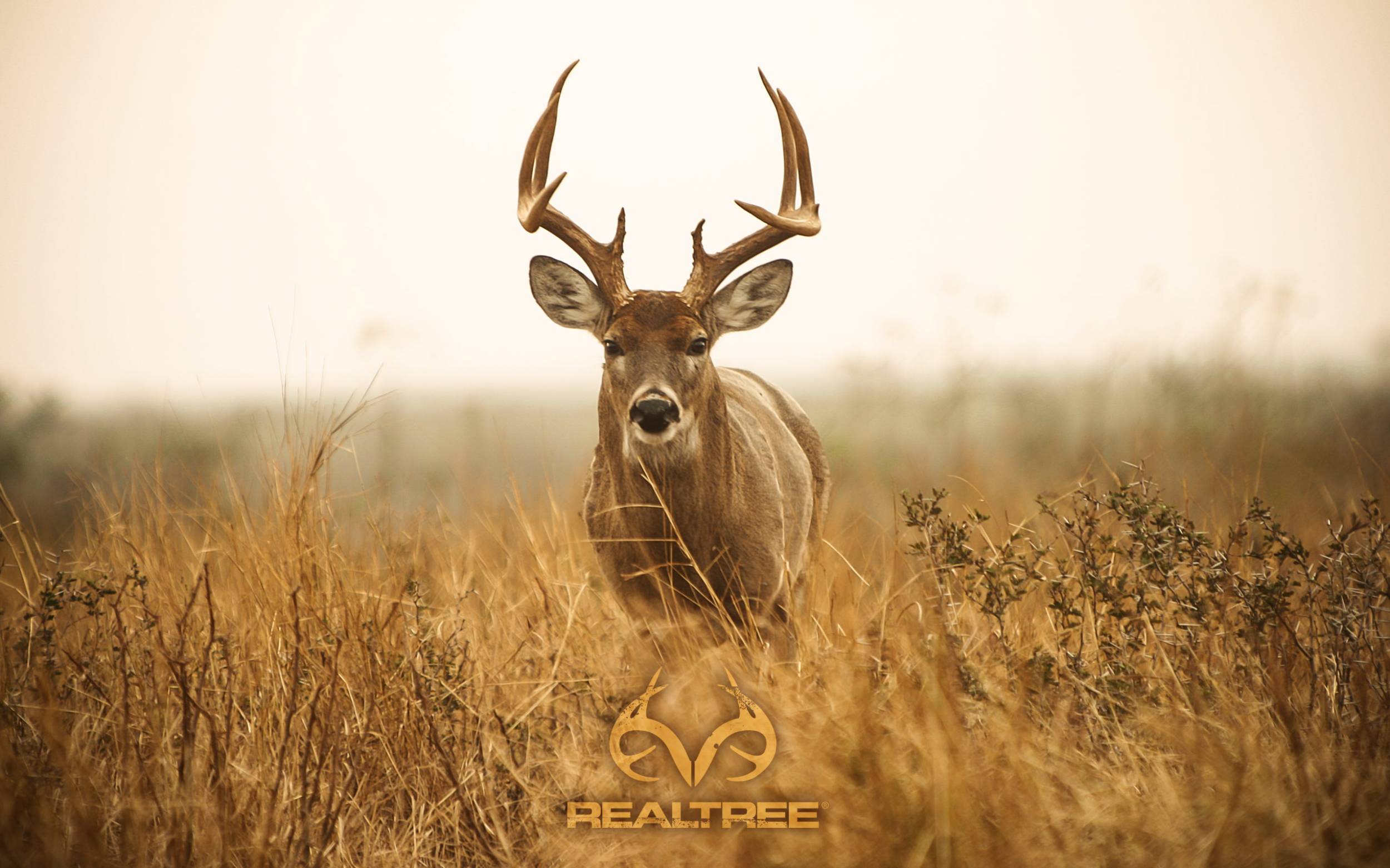 Camo REALTREE wallpaper by Fruslus  Download on ZEDGE  a99d