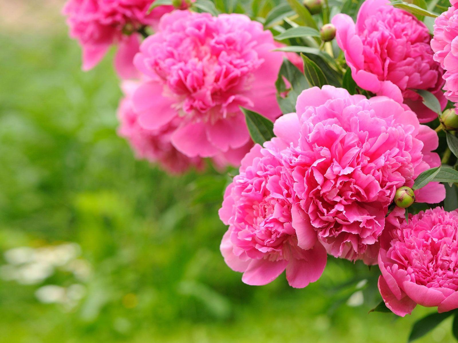 Pink and Green Flowers Wallpapers - Top Free Pink and Green Flowers