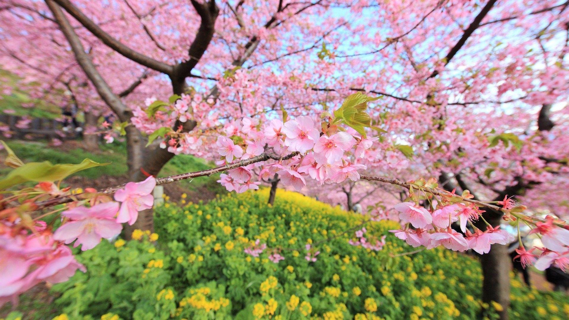 1920x1080 Download, Pink, Picture, Natural, Free, Flowers, Beautiful Flower Wallpaper Green, nature, Windows, 1920x1080