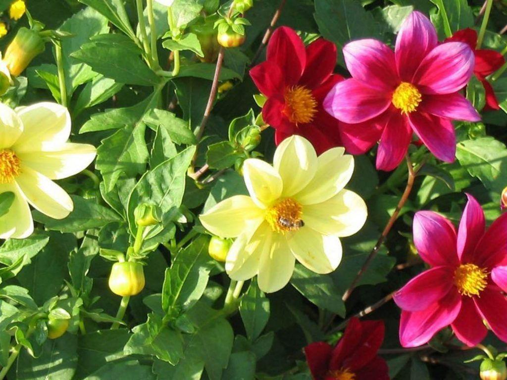 1024x768 Dahlia Beautiful Flower Red Yellow Pink Nature Green Leaves Garden Exotic Flowers Wallpaper For Deskx1080 :