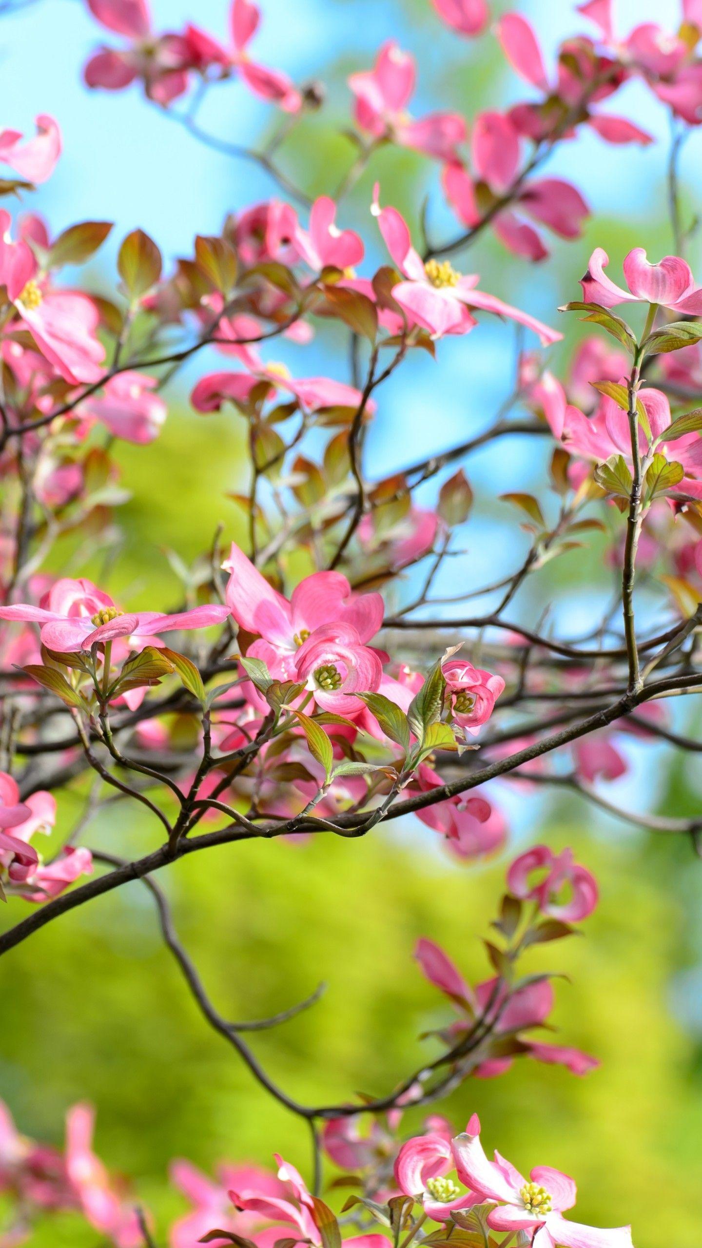 Pink and Green Flowers Wallpapers Top Free Pink and Green Flowers