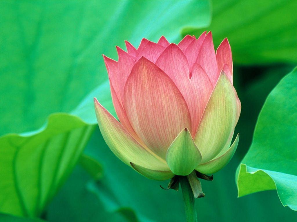 1024x768 Green Flower Wallpaper