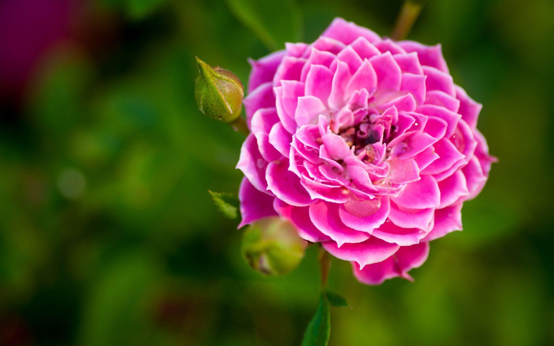 1920x1200 Nature flower garden rose pink HD wallpaper wallpaperx1200