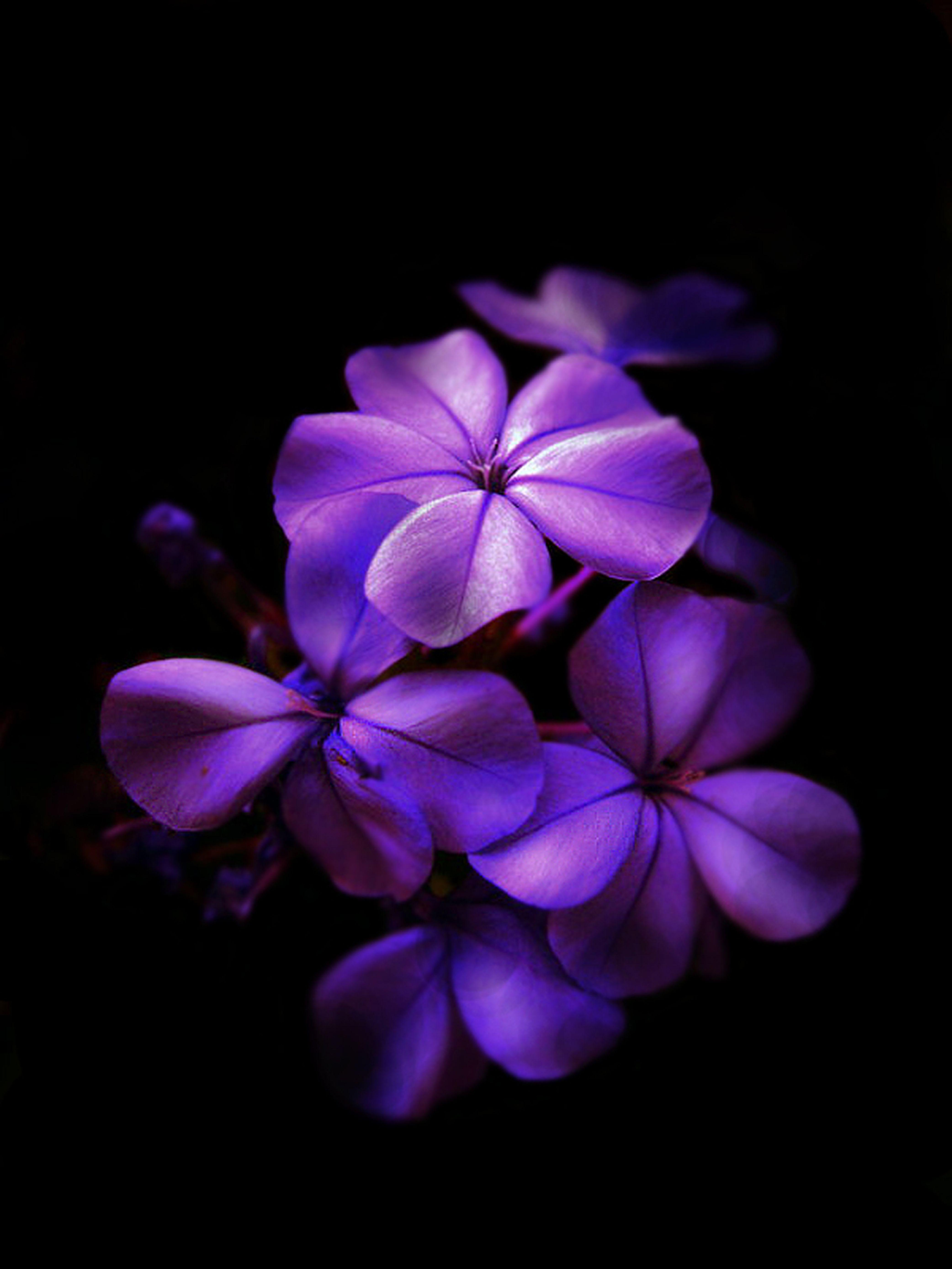 Dark Purple Flower Wallpapers Top Free Dark Purple Flower Backgrounds Wallpaperaccess